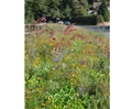 Cornfield Annuals Seed Mix 