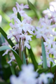 Chionodoxa Pink Giant 