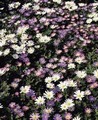 Anemone Blanda Mixed 