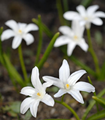 Chionodoxa Luciliae Alba 