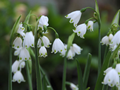 Leucojum aestivum Bulbs ''Gravetye Gia 