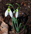 Galanthus Elwesii - Greater Snowdrop 