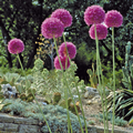 Allium Giganteum 