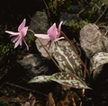 Erythronium (Dens Canis) 