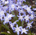 Chionodoxa Forbesii 