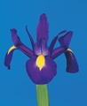 Dutch Iris Blue Magic 