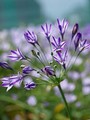 Brodiaea Queen Fabiola - Pack of 100 