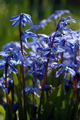 Scilla Siberica 