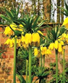 Fritillaria Crown Imperial Lutea 