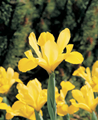 Dutch Iris Yellow Queen 