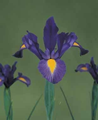 Dutch Iris Sapphire Beauty 