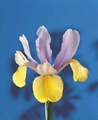 Dutch Iris Oriental Beauty 