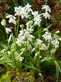 Scilla Siberica Alba 