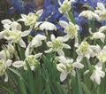 galanthus flore pleno 