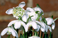 Snowdrops Double  - Galanthus Flore Pl 