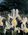 Dutch Iris White Excelsior 
