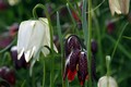 Fritillaria Meleagris Mixed - Snake''s 