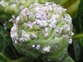 Mealybugs 