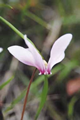 Cyclamen Hederifolium 