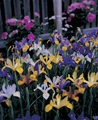 Dutch Iris Superfine Mixture 