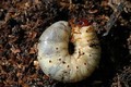 Chafer Grub 