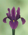 Dutch Iris Purple Sensation 