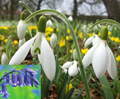 Snowdrops, Bluebells & Aconites Collec 