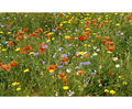 Cornfield Annuals Seed Mix 