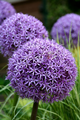 Allium Globemaster 