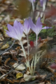 Colchicum The Giant 