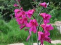 Gladioli Byzanthinus - Pack of 100. 