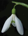 galanthus ikariae 