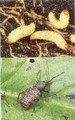 Vine Weevil Control 