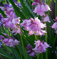 Pinkbells - Scilla Campanulata 