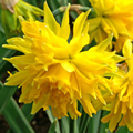 Narcissus Rip Van Winkle - Pack of 1 