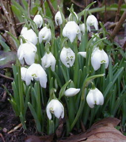 Snowdrops in the green